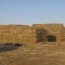 Нутгийн 50 хувьд бэлчээрийн ургамлын гарц сайн байна