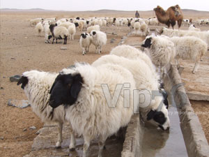 Шүлхий өвчний талаар хэлэлцэн шийд гаргав 